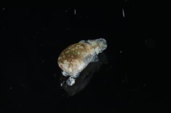 Media type: image;   Malacology 393728 Description: live specimen;